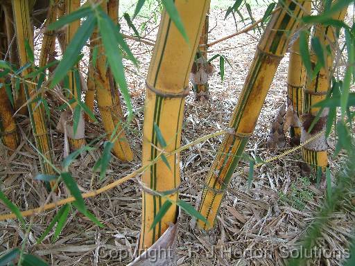 Bamboo Painted_2 